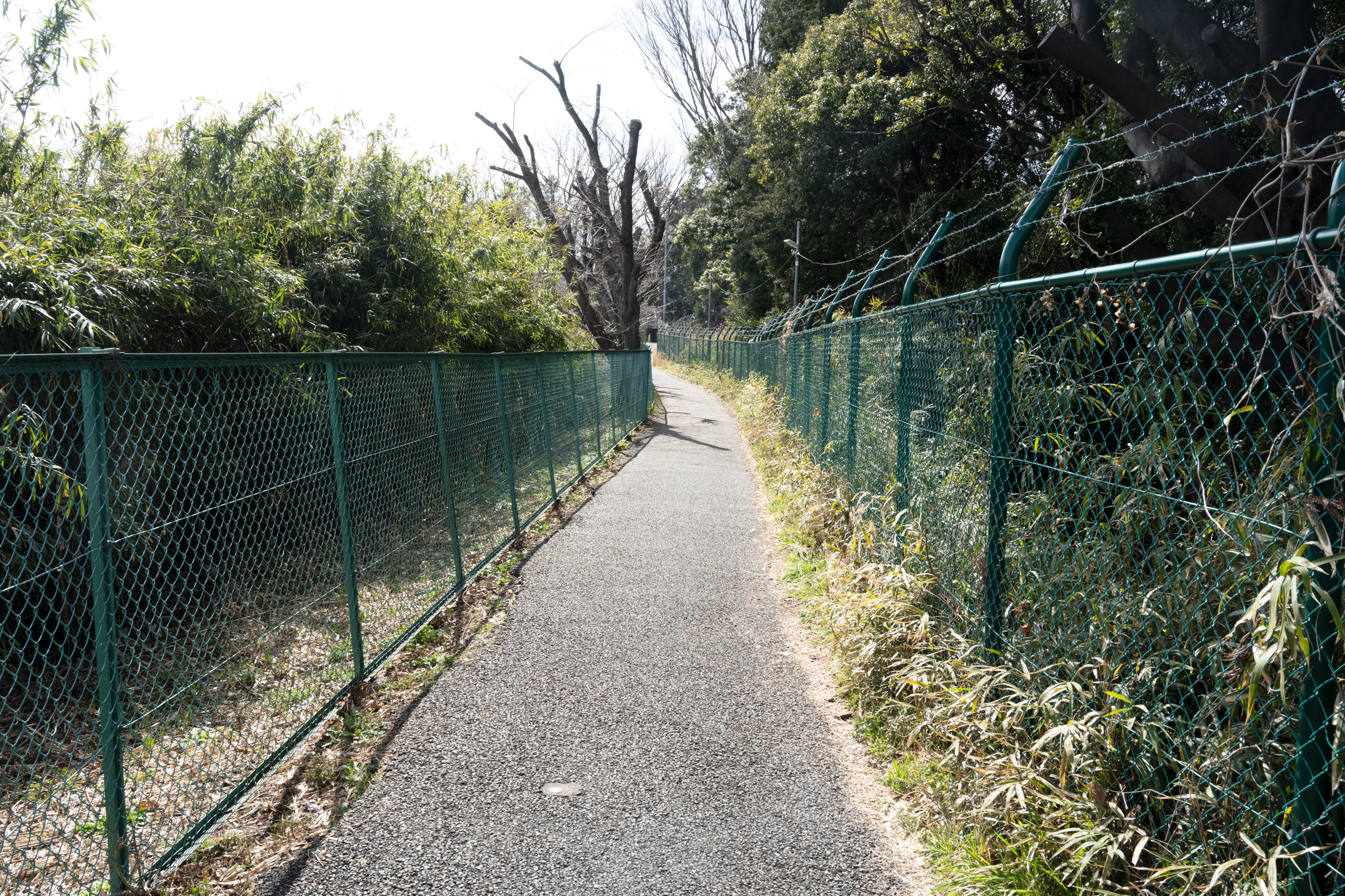 玉川大学への経路風景3"