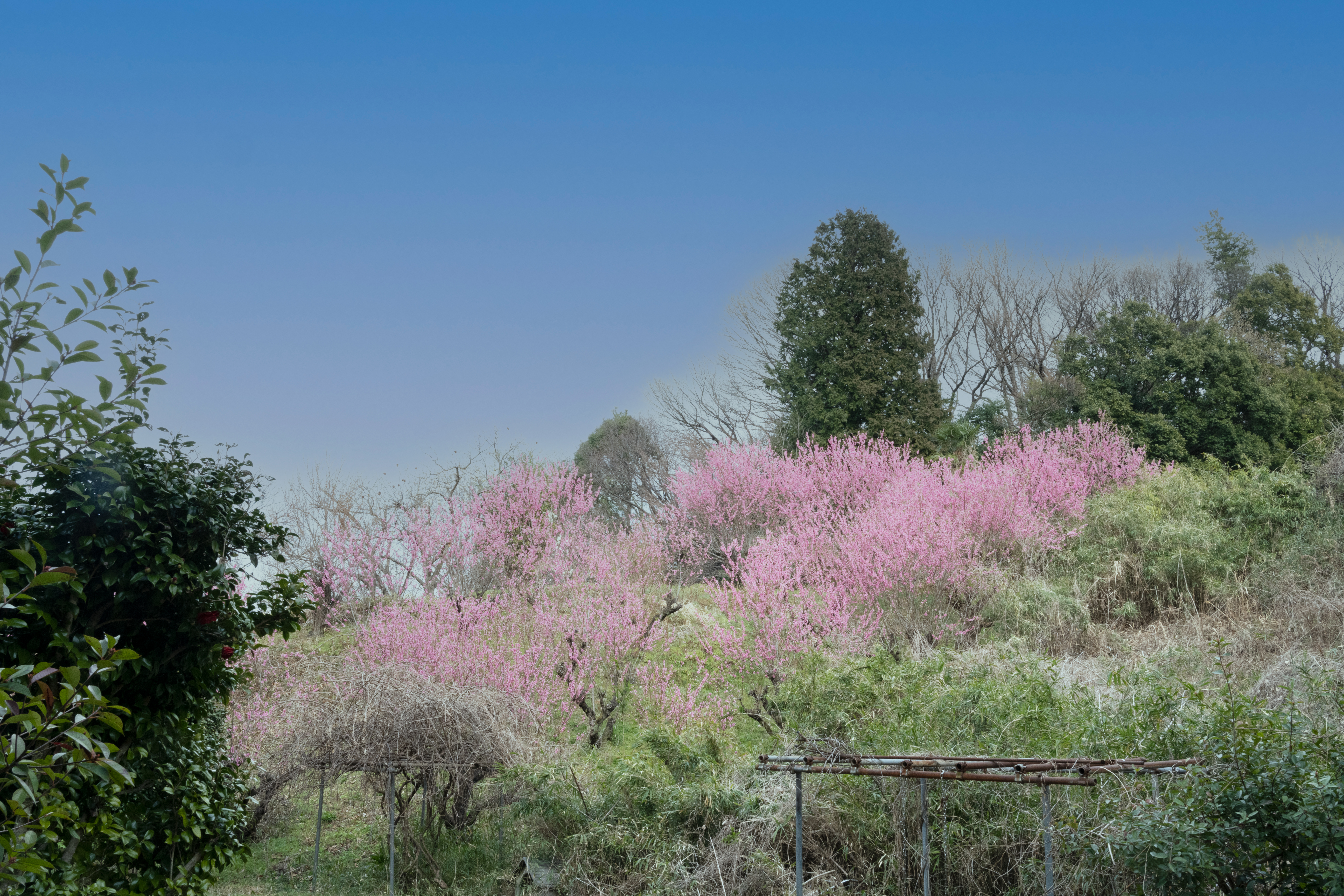 玉川大学への経路風景4"
